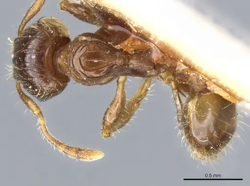 Pheidole aberrans specimen CASENT0904310 image casent0904310_1