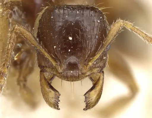 Pheidole aberrans specimen CASENT0904310 image casent0904310_2