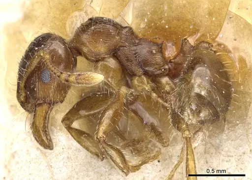 Pheidole aberrans specimen CASENT0904310 image casent0904310_3