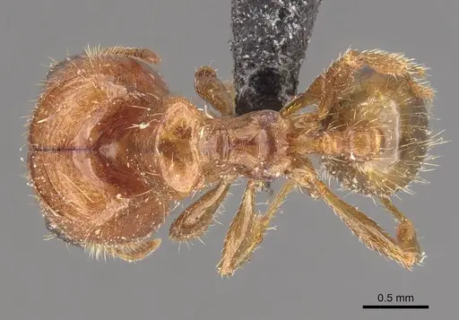 Pheidole aberrans specimen CASENT0908302 image casent0908302_1