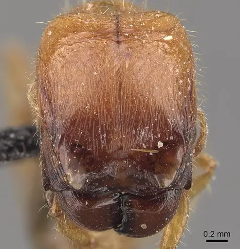 Pheidole aberrans specimen CASENT0908302 image casent0908302_2