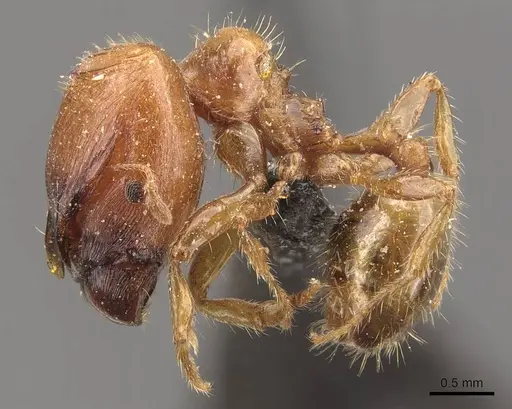 Pheidole aberrans specimen CASENT0908302 image casent0908302_3