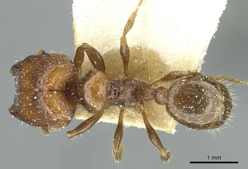 Pheidole aberrans specimen CASENT0913252 image casent0913252_1