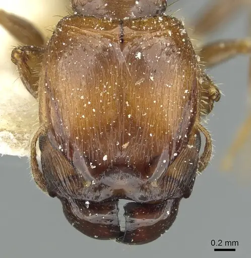 Pheidole aberrans specimen CASENT0913252 image casent0913252_2