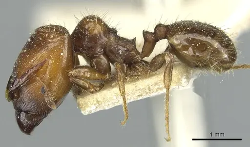 Pheidole aberrans specimen CASENT0913252 image casent0913252_3