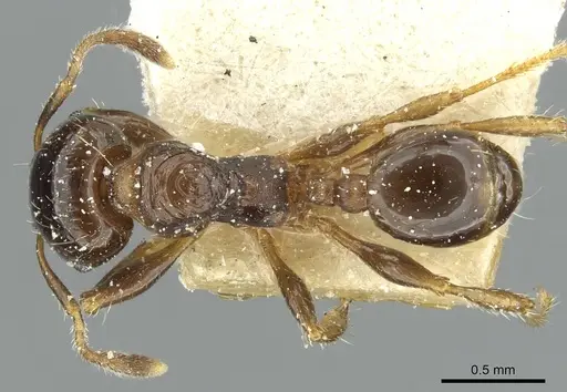 Pheidole aberrans specimen CASENT0913253 image casent0913253_1