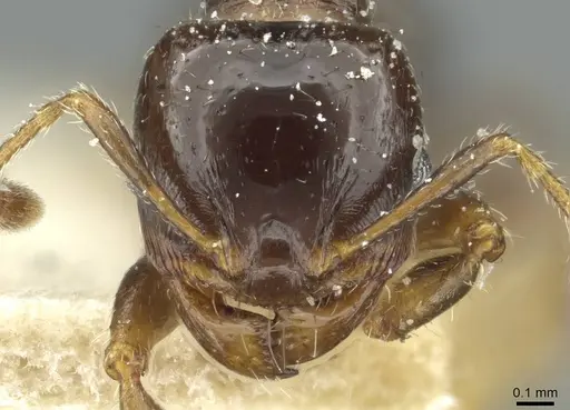 Pheidole aberrans specimen CASENT0913253 image casent0913253_2