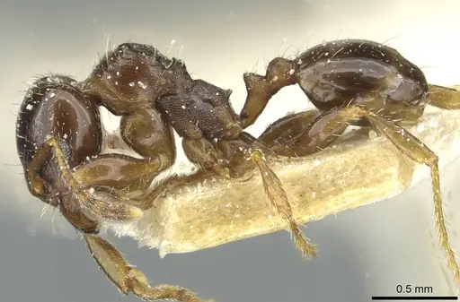 Pheidole aberrans specimen CASENT0913253 image casent0913253_3