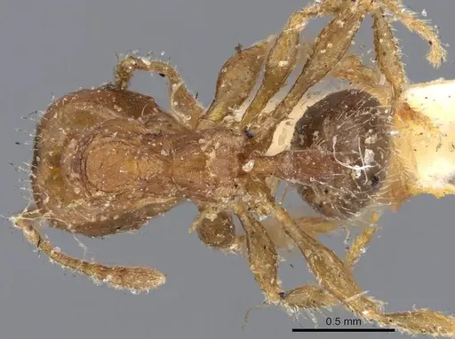 Pheidole aberrans specimen CASENT0919766 image casent0919766_1