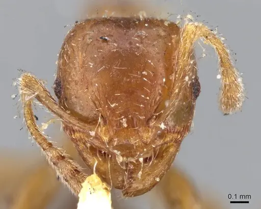 Pheidole aberrans specimen CASENT0919766 image casent0919766_2