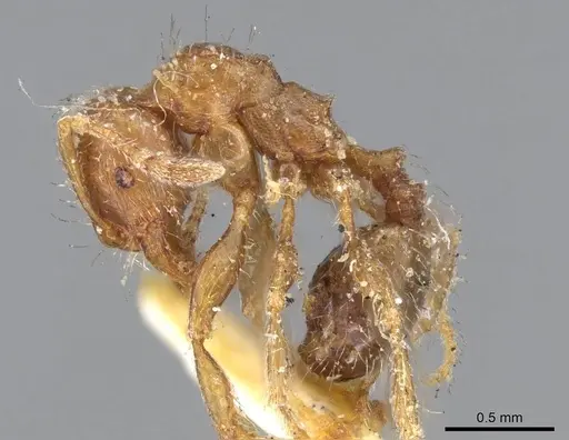 Pheidole aberrans specimen CASENT0919766 image casent0919766_3