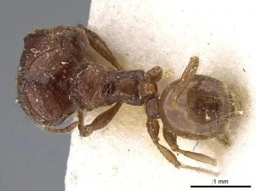 Pheidole aberrans specimen CASENT0919767 image casent0919767_1