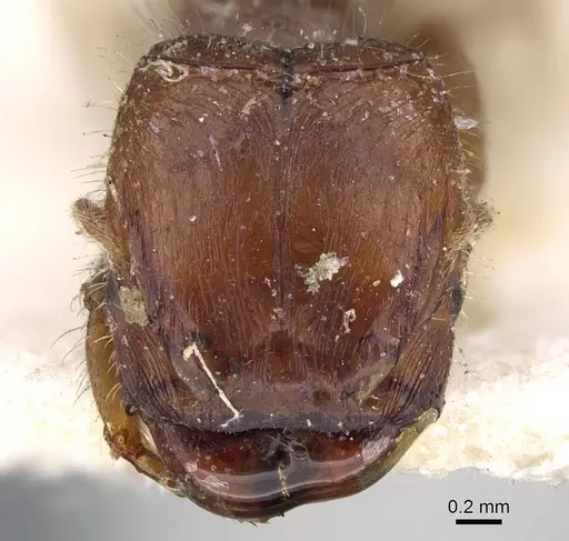 Pheidole aberrans specimen CASENT0919767 image casent0919767_2
