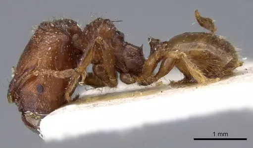 Pheidole aberrans specimen CASENT0919767 image casent0919767_3