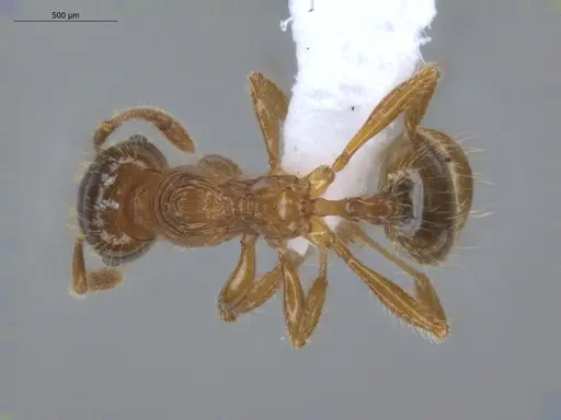 Pheidole aberrans specimen ECOFOG-BUG-1033-03 image ecofog-bug-1033-03_1
