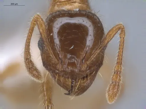 Pheidole aberrans specimen ECOFOG-BUG-1033-03 image ecofog-bug-1033-03_2