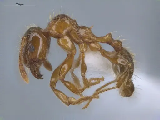 Pheidole aberrans specimen ECOFOG-BUG-1033-03 image ecofog-bug-1033-03_3