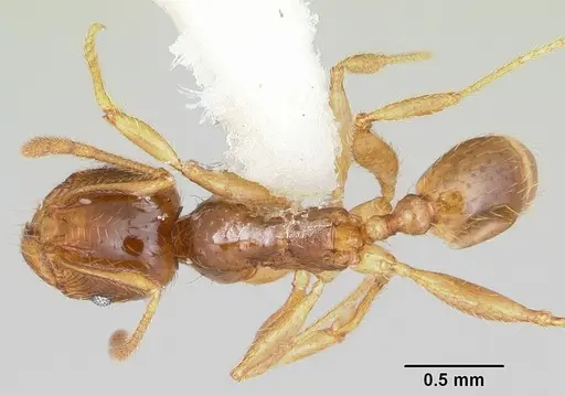 Pheidole absurda specimen CASENT0103138 image casent0103138_1