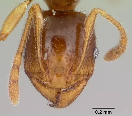Pheidole absurda specimen CASENT0103138 image casent0103138_2