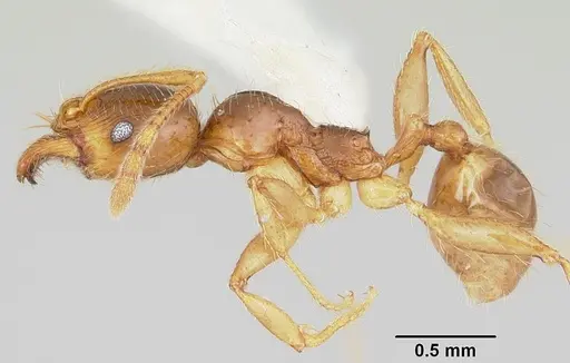 Pheidole absurda specimen CASENT0103138 image casent0103138_3