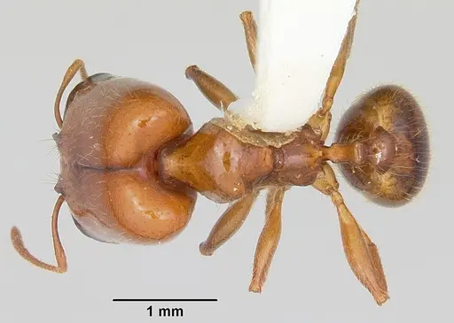 Pheidole absurda specimen CASENT0103139 image casent0103139_1