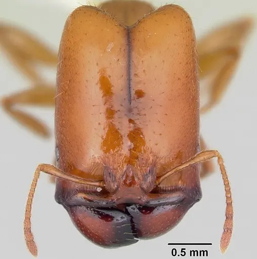 Pheidole absurda specimen CASENT0103139 image casent0103139_2