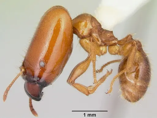 Pheidole absurda specimen CASENT0103139 image casent0103139_3