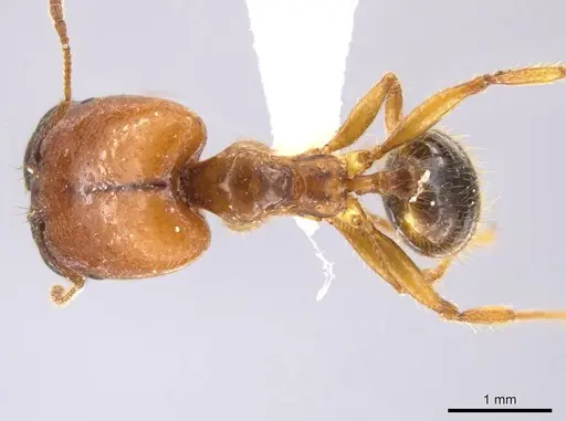 Pheidole absurda specimen CASENT0611612 image casent0611612_1