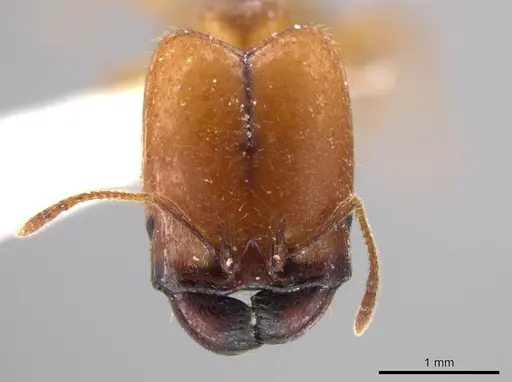 Pheidole absurda specimen CASENT0611612 image casent0611612_2