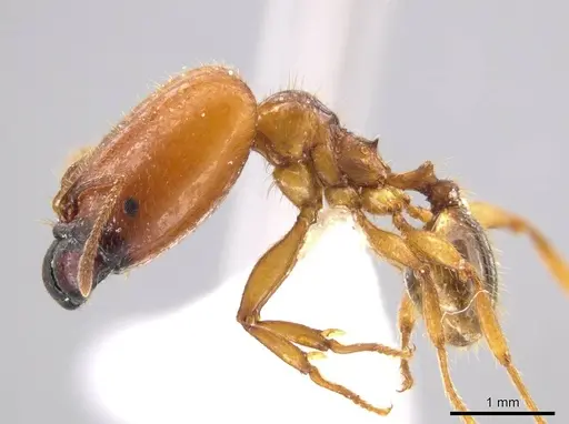 Pheidole absurda specimen CASENT0611612 image casent0611612_3