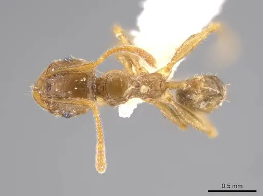 Pheidole absurda specimen CASENT0611613 image casent0611613_1