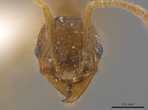 Pheidole absurda specimen CASENT0611613 image casent0611613_2