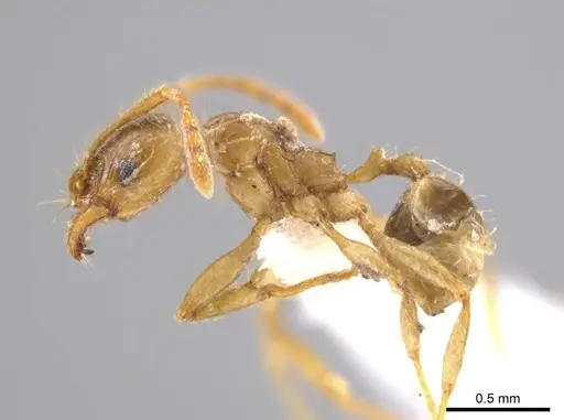 Pheidole absurda specimen CASENT0611613 image casent0611613_3