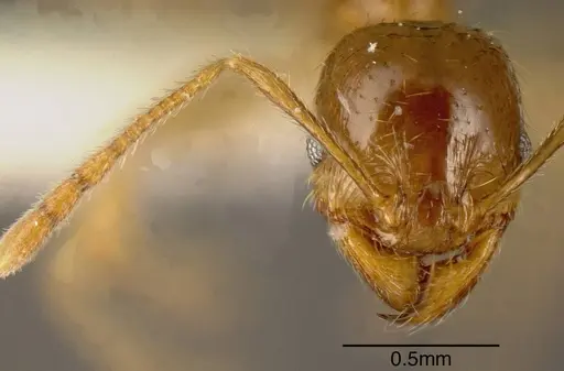 Pheidole absurda specimen CASENT0635430 image casent0635430_1