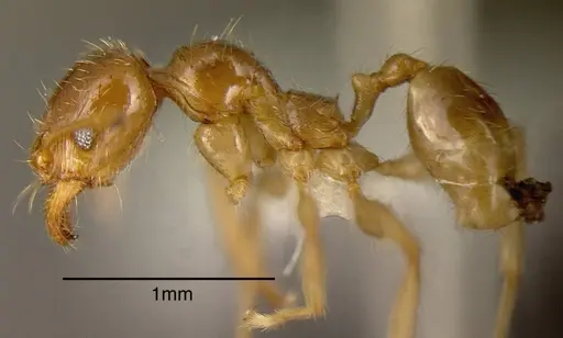 Pheidole absurda specimen CASENT0635430 image casent0635430_2