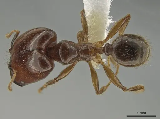Pheidole absurda specimen CASENT0646555 image casent0646555_1