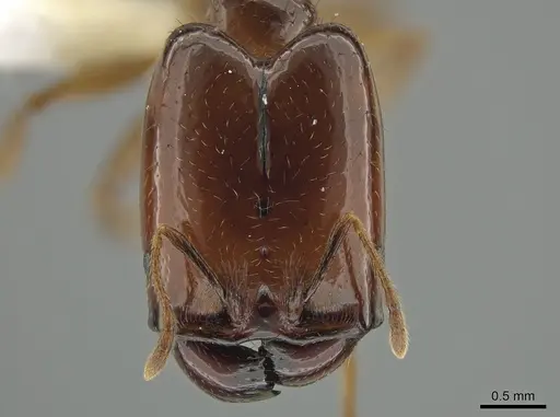 Pheidole absurda specimen CASENT0646555 image casent0646555_2
