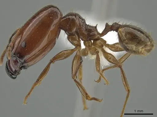 Pheidole absurda specimen CASENT0646555 image casent0646555_3