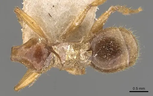 Pheidole absurda specimen CASENT0908156 image casent0908156_1
