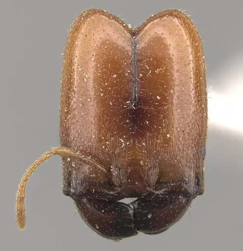 Pheidole absurda specimen CASENT0908156 image casent0908156_2