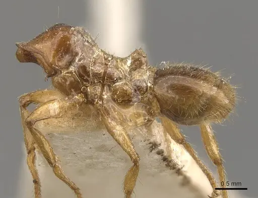 Pheidole absurda specimen CASENT0908156 image casent0908156_3