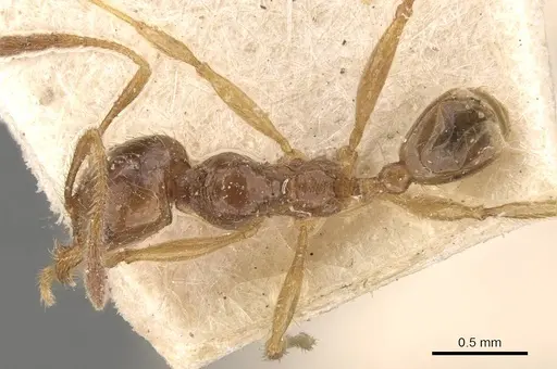 Pheidole absurda specimen CASENT0908157 image casent0908157_1