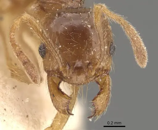Pheidole absurda specimen CASENT0908157 image casent0908157_2