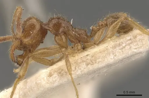 Pheidole absurda specimen CASENT0908157 image casent0908157_3