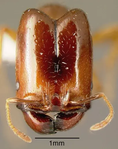 Pheidole absurda specimen INBIOCRI001282755 image inbiocri001282755_1