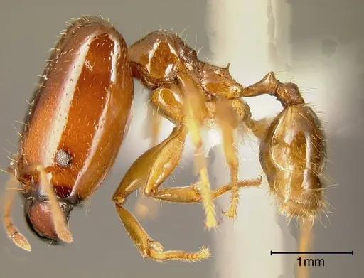 Pheidole absurda specimen INBIOCRI001282755 image inbiocri001282755_2
