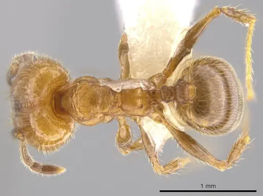 Pheidole acamata specimen CASENT0609513 image casent0609513_1