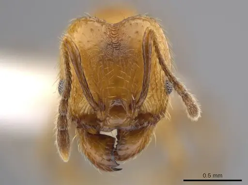 Pheidole acamata specimen CASENT0609513 image casent0609513_2