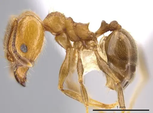 Pheidole acamata specimen CASENT0609513 image casent0609513_3