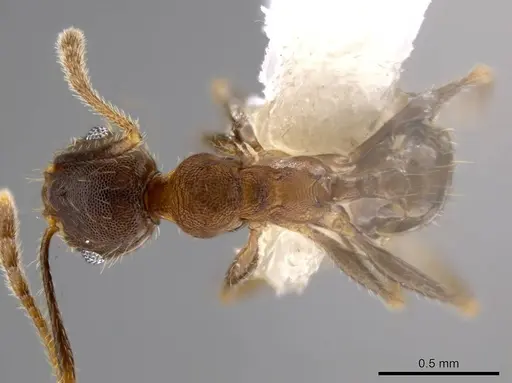Pheidole acamata specimen CASENT0609514 image casent0609514_1